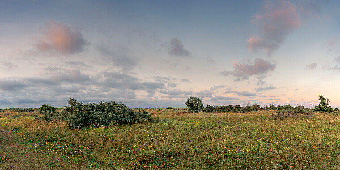 Salzwiese an der Nordsee im Abendlicht, Schillig, Wangerland, Friesland, Niedersachsen, Deutschland, Europa