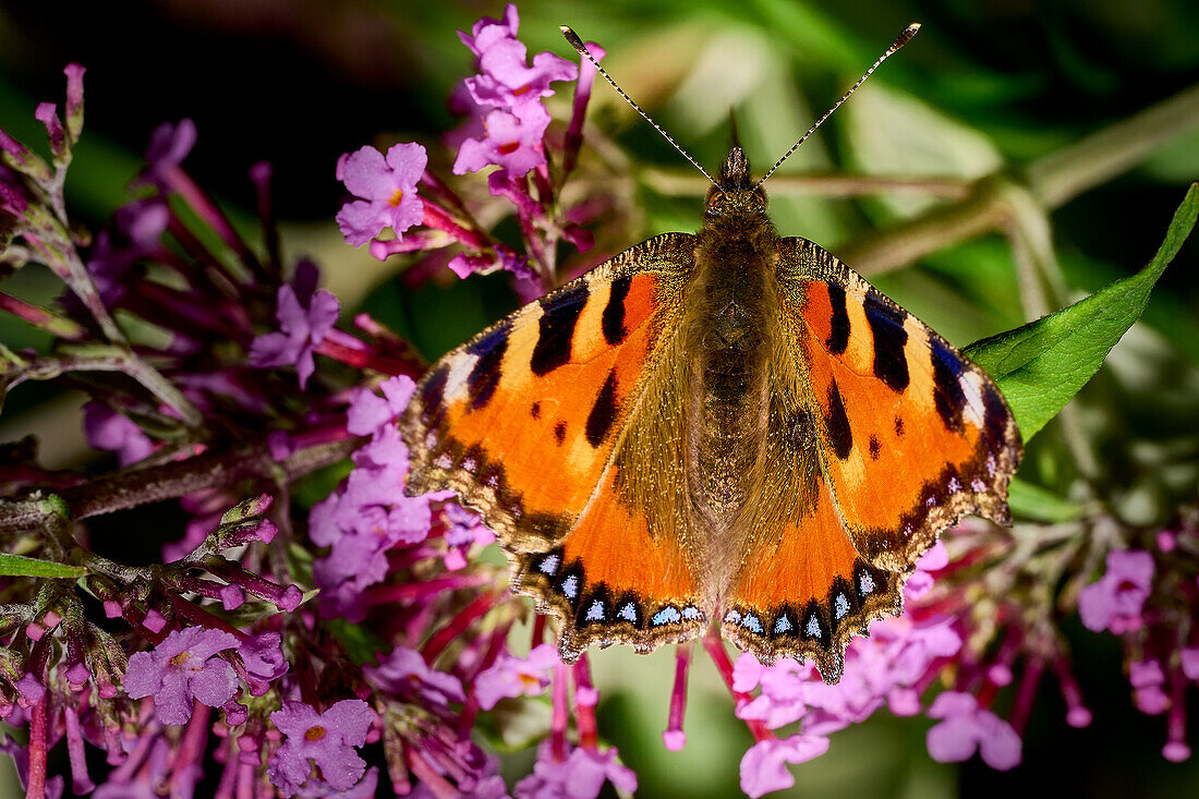 Butterfly 'Small fox' foraging on a buddleia