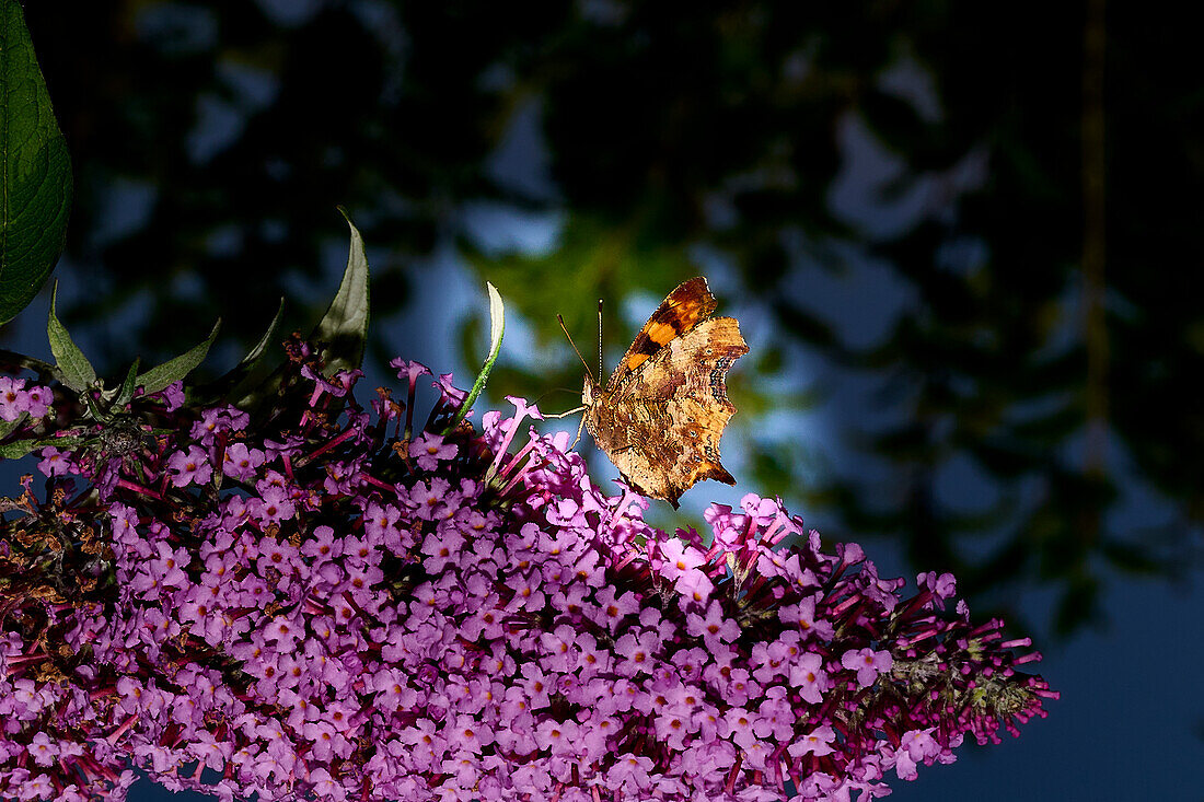 Schmetterling 'Kleiner Fuchs' bei der Nahrungssuche auf einem Sommerflieder