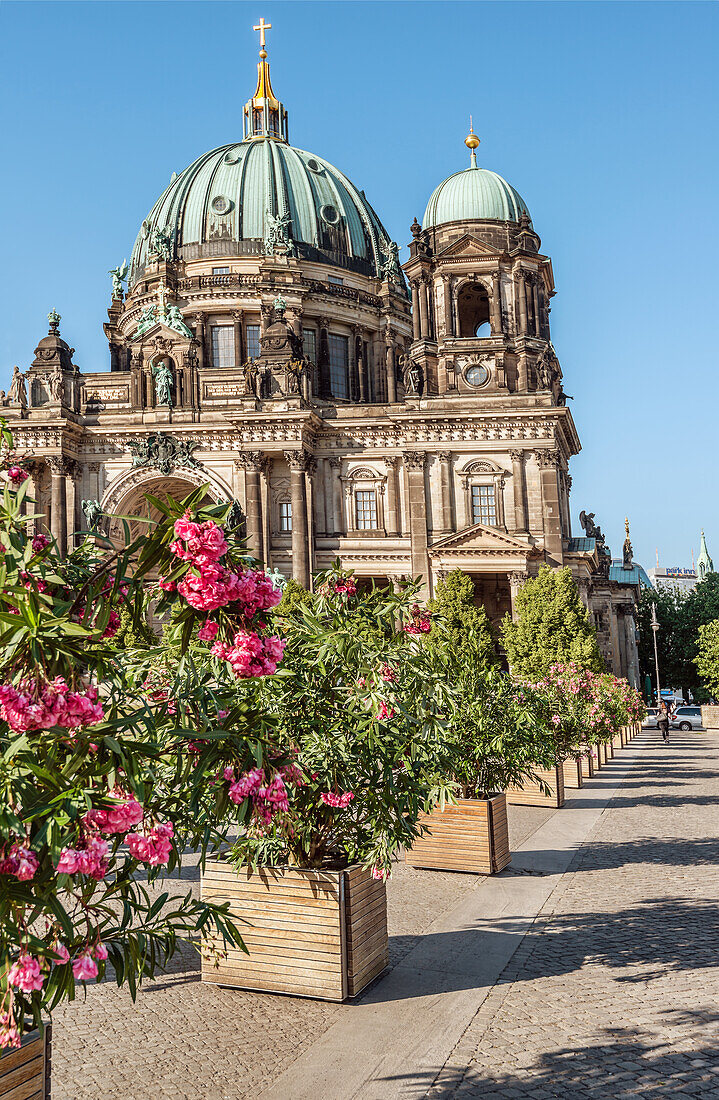Spring flowers in front of the Berlin Cathedral, Germany
