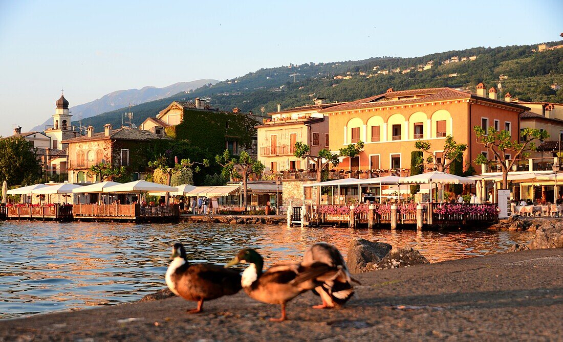 Torri del Benaco, east bank, Lake Garda, Veneto, Italy