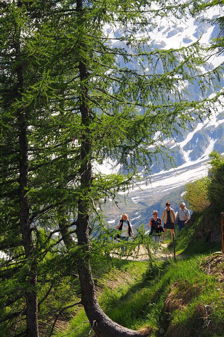 An der Oberglanegg-Alm am Timmelsjoch, Passeiertal, Südtirol, Italien
