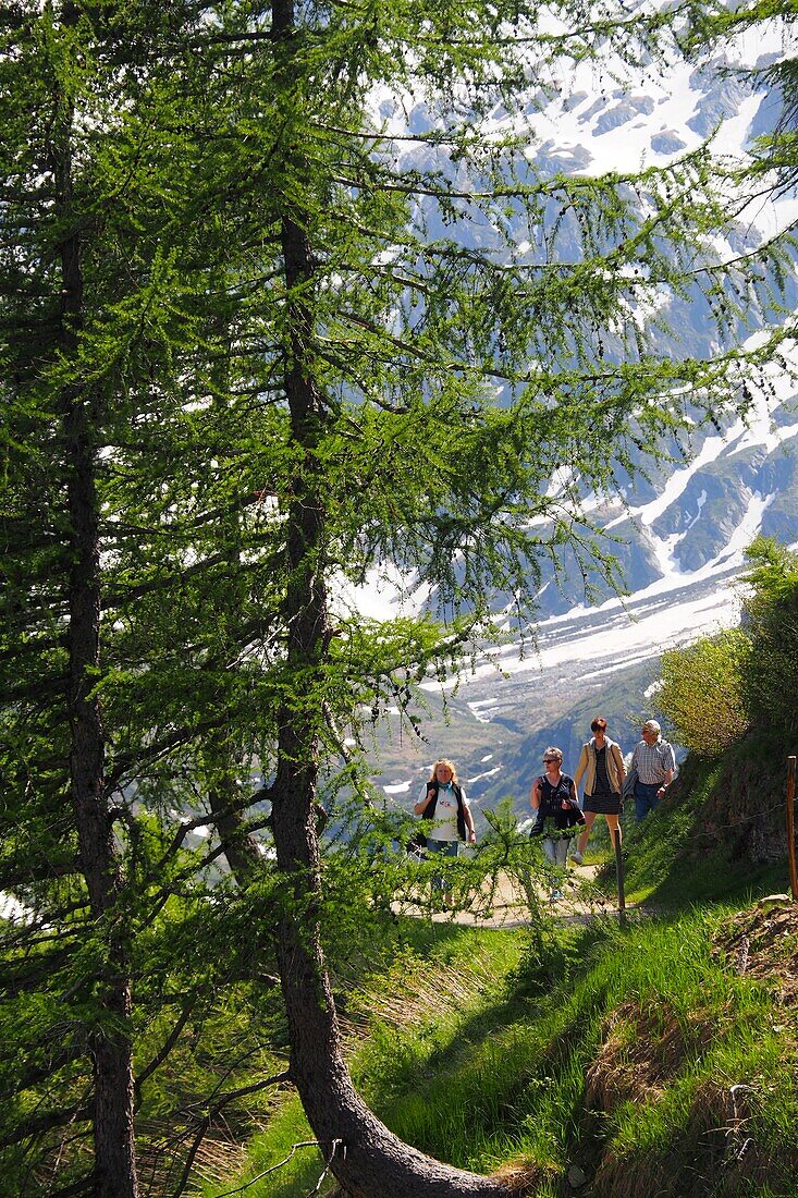 At the Oberglanegg-Alm at Timmelsjoch, Passeier Valley, South Tyrol, Italy