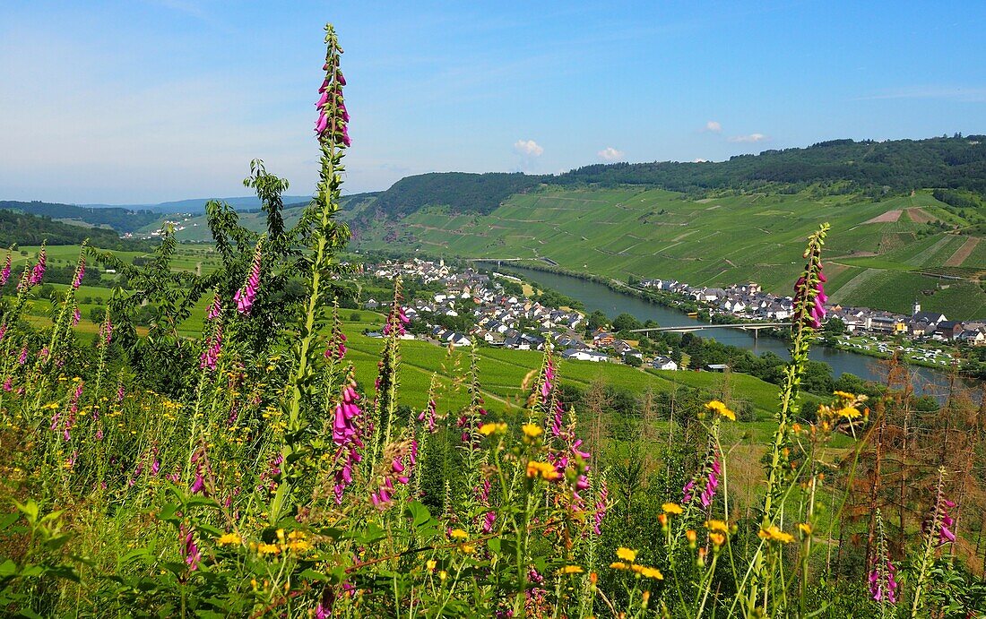 Mosel bei Kinheim bei Kröv an der Mosel, Rheinland-Pfalz, Deutschland