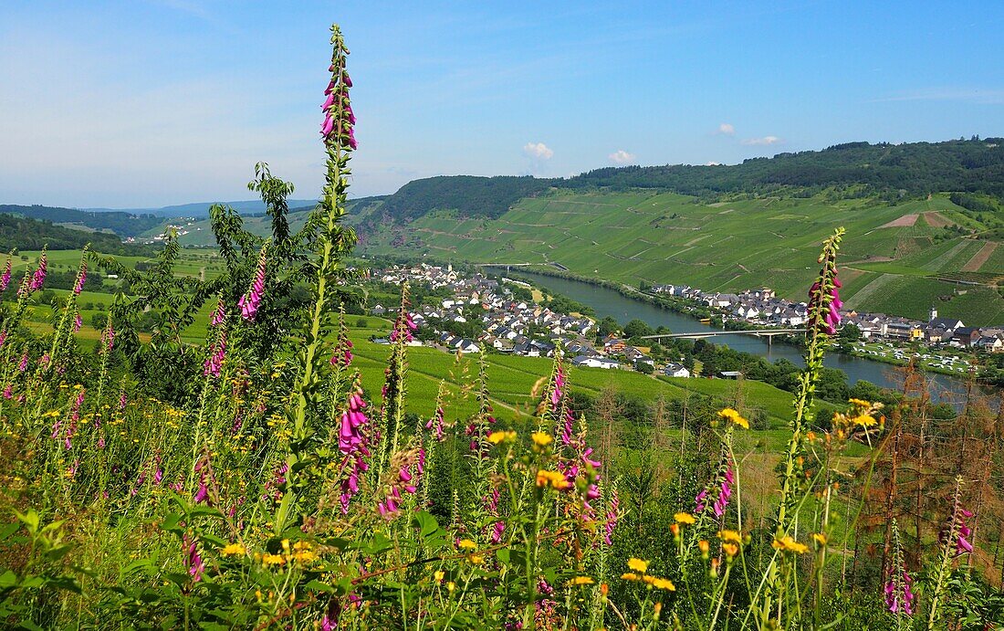 Moselle near Kinheim near Kröv on the Moselle, Rhineland-Palatinate, Germany
