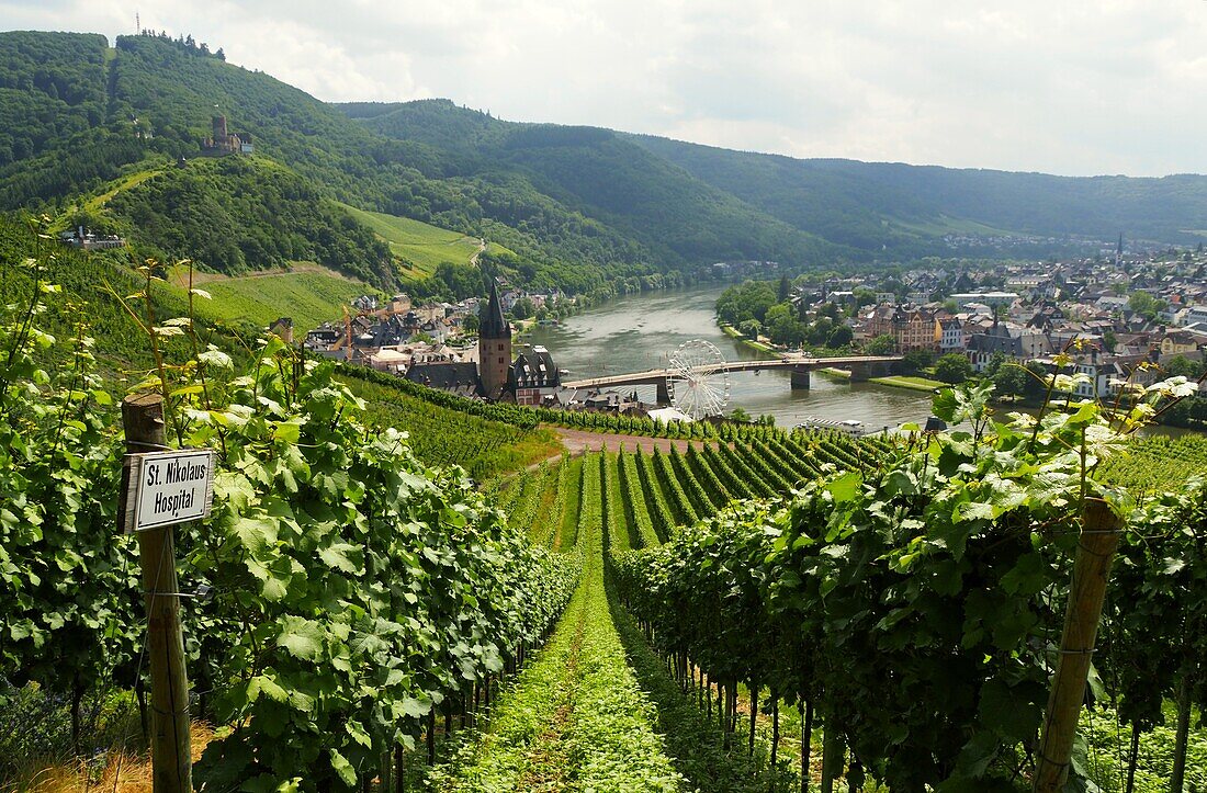 Weinbau über Bernkastel-Kues an der Mosel, Hunsrück, Rheinland-Pfalz, Deutschland
