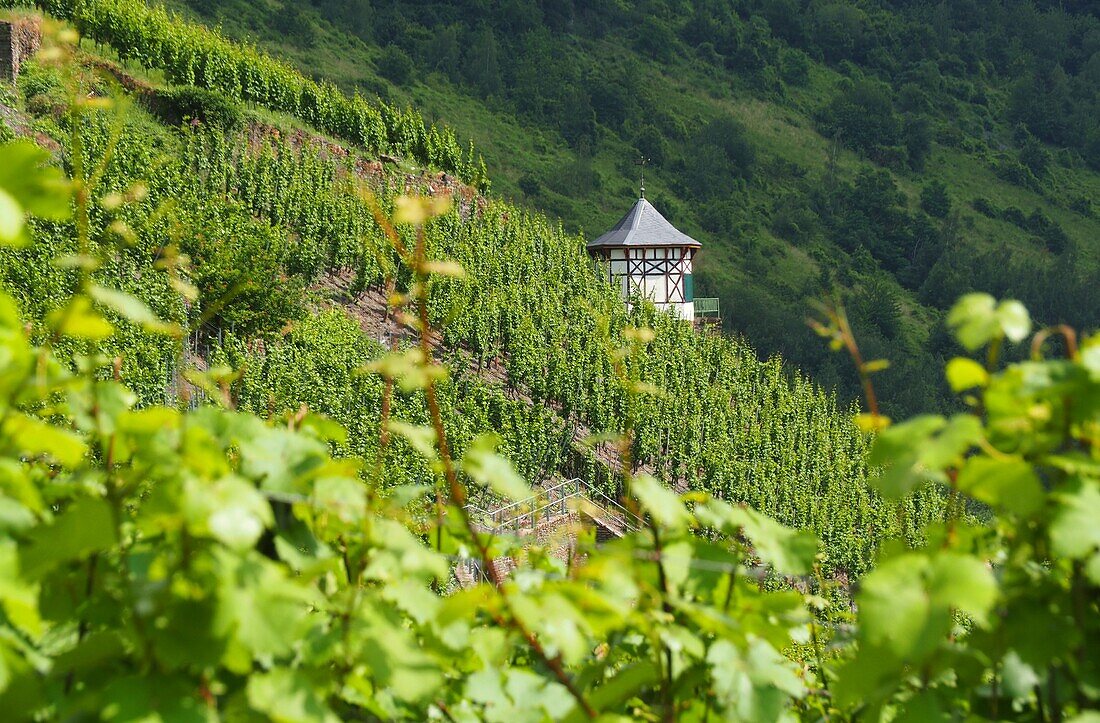Weinanbau über Bernkastel-Kues an der Mosel, Hunsrück, Rheinland-Pfalz, Deutschland