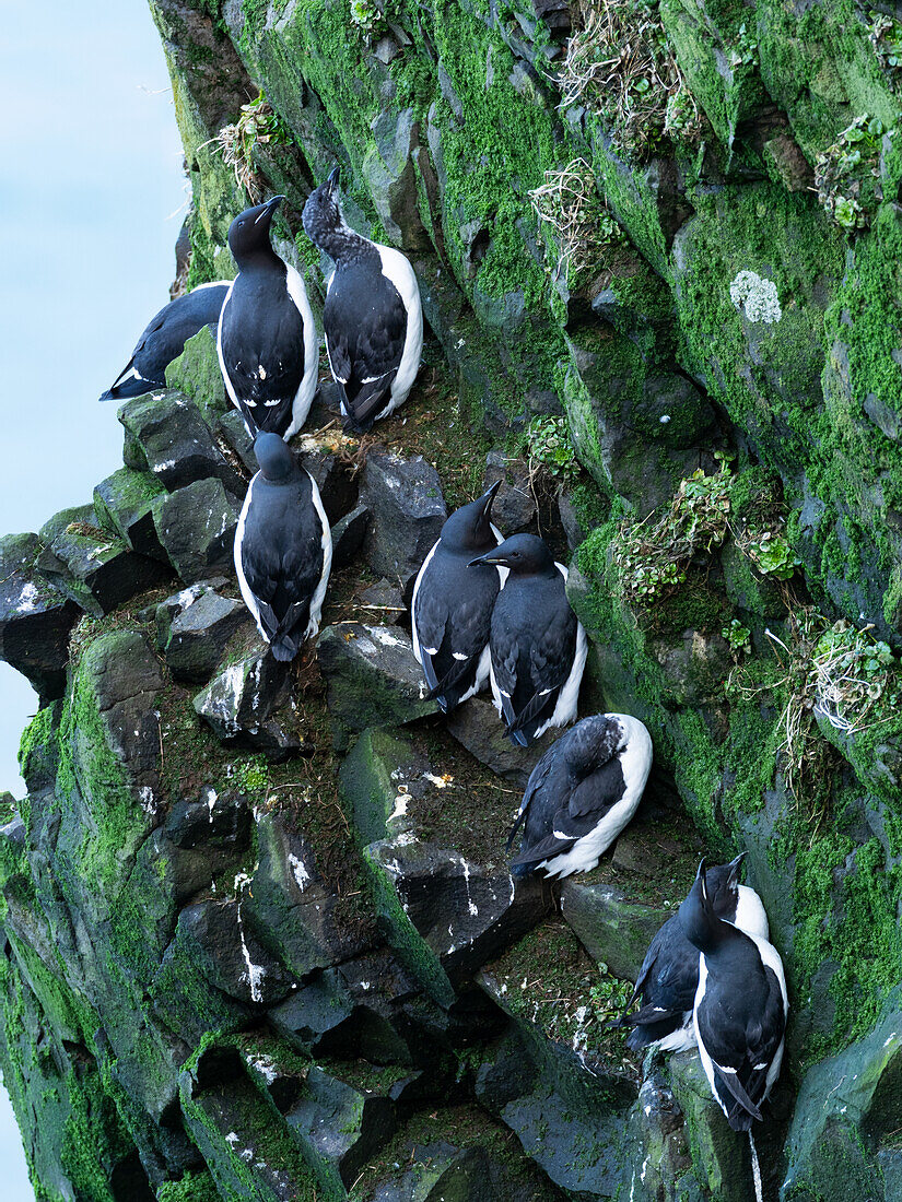 Guillemots on cliff, Uria aalge, Iceland, Europe