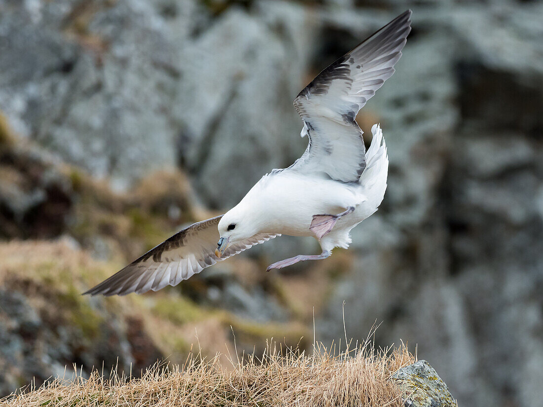 Eissturmvogel im Flug, Fulmarus glacialis, Klippe, Hornstrandir Reservat, Island