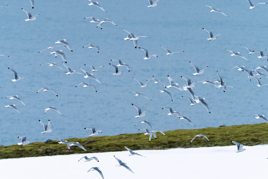 Dreizehenmöwen, Schwarm fliegt auf, Rissa tridactyla, Hornstrandir Naturreservat, Island, Europa