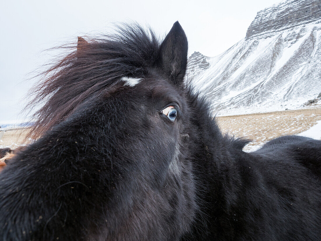 Icelandic horse in winter, West Iceland