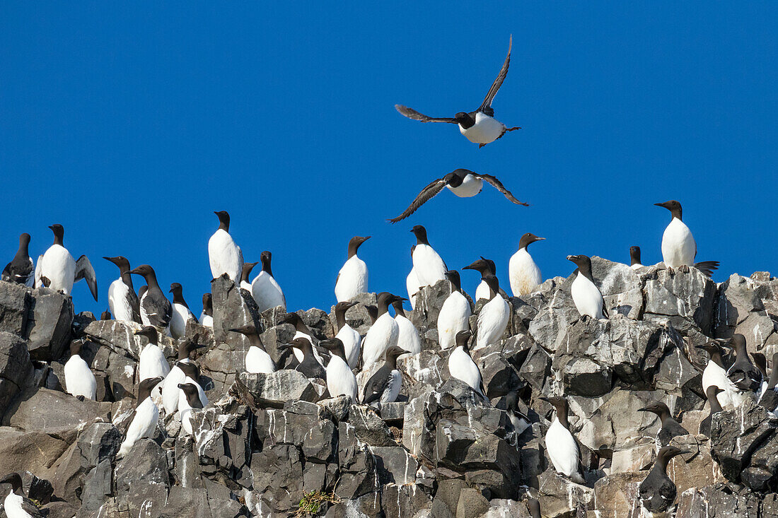 Trottellummen, Uria aalge, Westfjords, Island, Europa