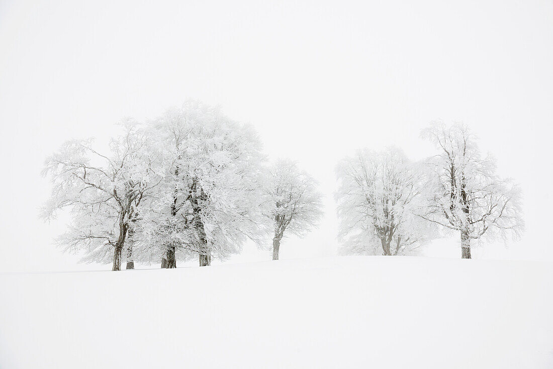 snow-covered beeches, Schauinsland, Freiburg im Breisgau, Black Forest, Baden-Wuerttemberg, Germany