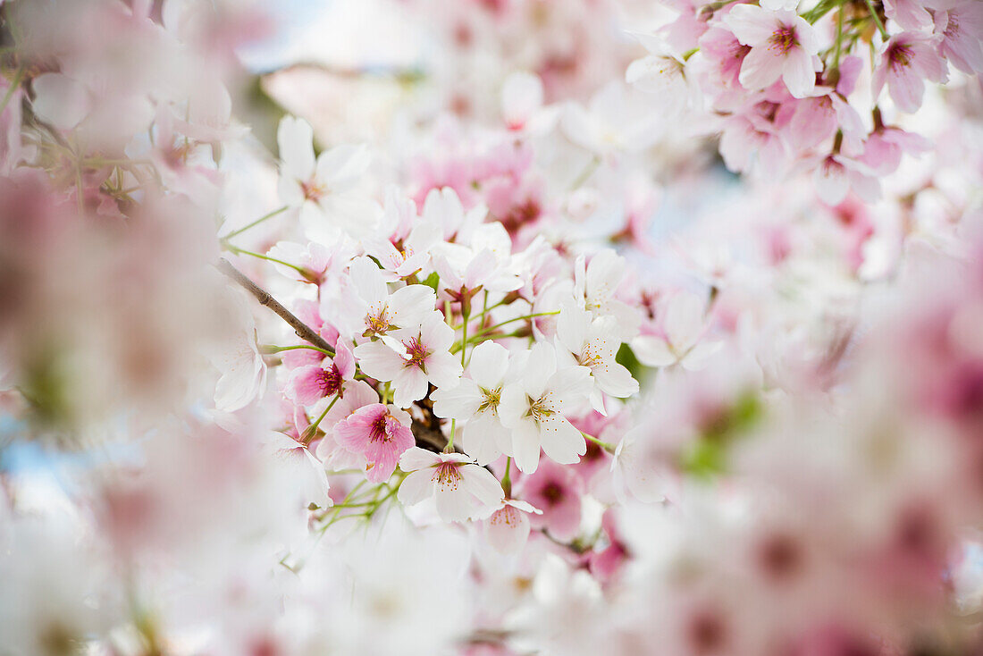 Kirschblüte, Seepark, Freiburg im Breisgau, Schwarzwald, Baden-Württemberg, Deutschland