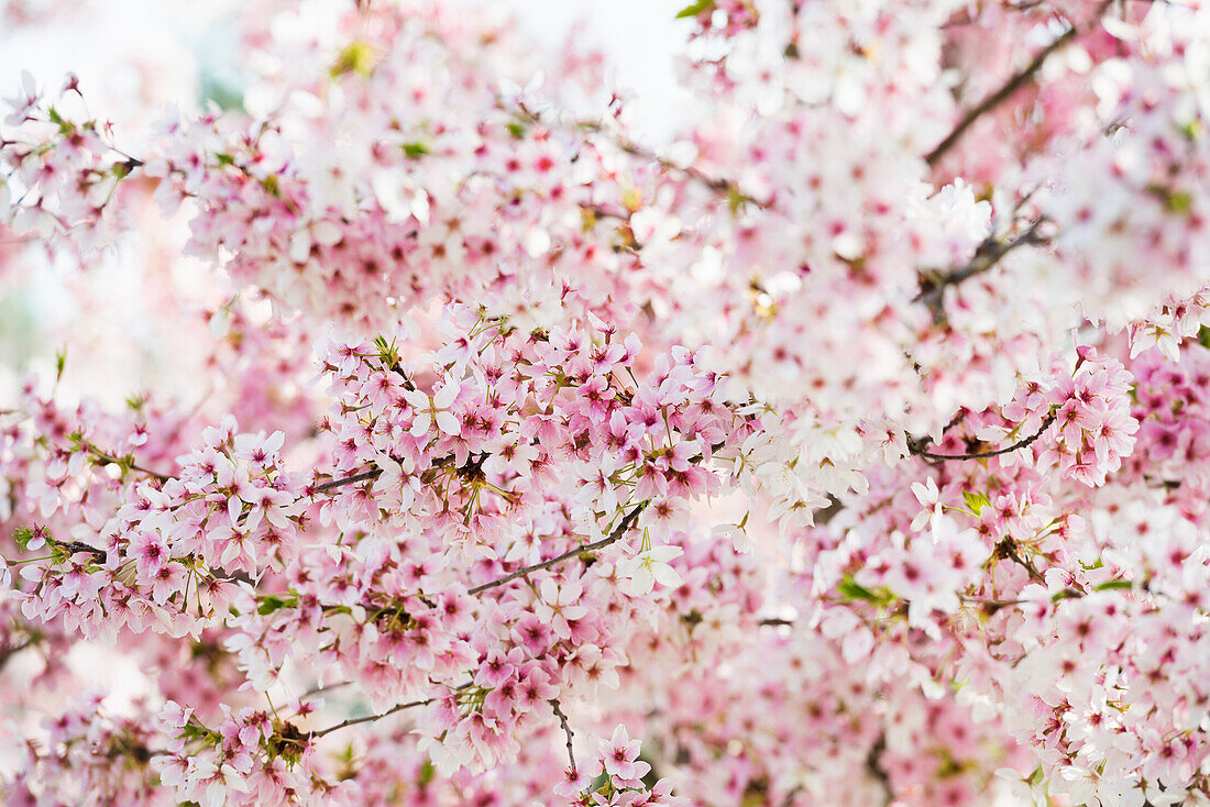 Kirschblüte, Seepark, Freiburg im Breisgau, Schwarzwald, Baden-Württemberg, Deutschland