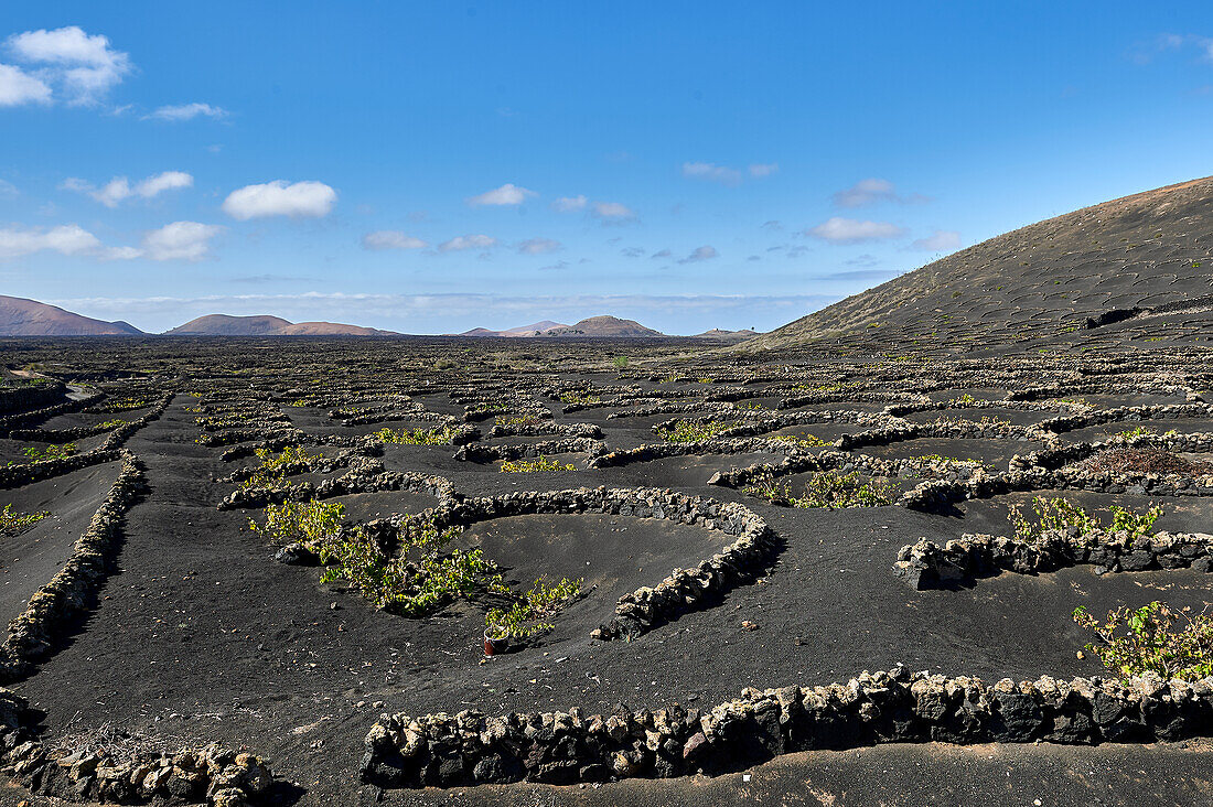 Wine growing in the lava soil, Lanzarote, Canary Islands, Europe