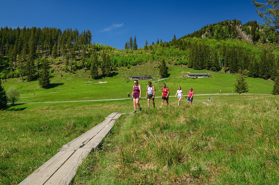Mehrere Personen gehen auf Holzbohlenweg durch Wiese, Almen im Hintergrund, Hochgern, Chiemgauer Alpen, Salzalpensteig, Oberbayern, Bayern, Deutschland