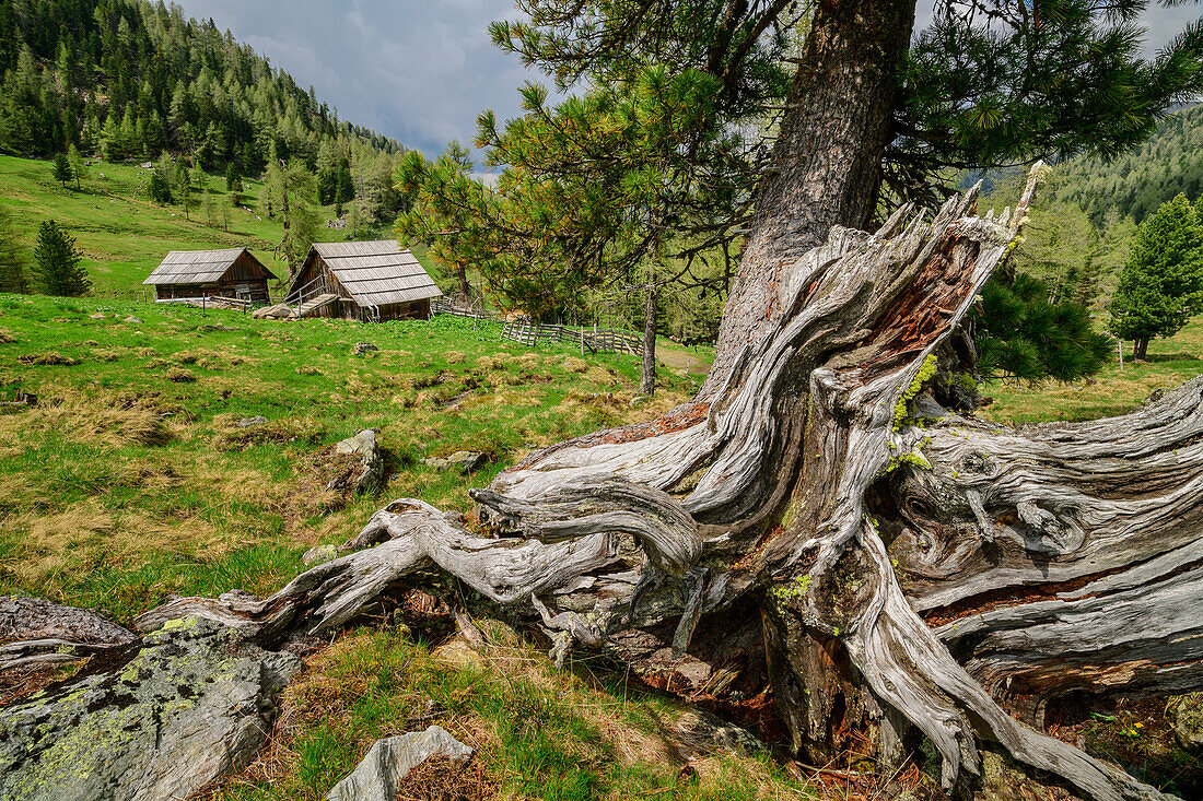 Gnarled Swiss stone pine with alpine pastures in the background, Wolitzenalm, Nockberge, Nockberge-Trail, UNESCO Biosphere Park Nockberge, Gurktal Alps, Carinthia, Austria