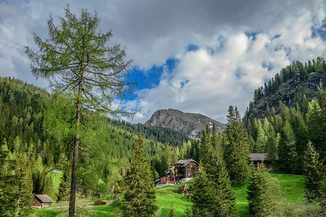 Hütte Erlacherhaus steht in lichtem Wald, Predigerstuhl im Hintergrund, Erlacherhaus, Nockberge, Nockberge-Trail, UNESCO Biosphärenpark Nockberge, Gurktaler Alpen, Kärnten, Österreich