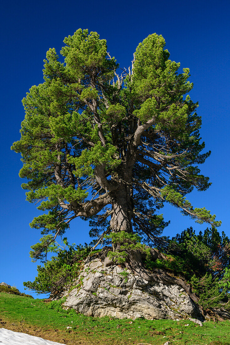 Gnarled Swiss stone pine grows on rocks, Rinderfeld, Dachstein, UNESCO World Heritage Hallstatt, Salzburg, Austria