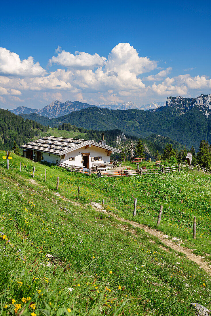 Alm mit Chiemgauer Alpen mit Hörndlwand im Hintergrund, Bischofsfellnalm, Hochgern, Chiemgauer Alpen, Oberbayern, Bayern, Deutschland