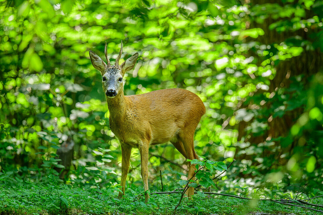 Roebuck stands in the forest, Capreolus capreolus, Nymphenburg Palace Park, Munich, Upper Bavaria, Bavaria, Germany