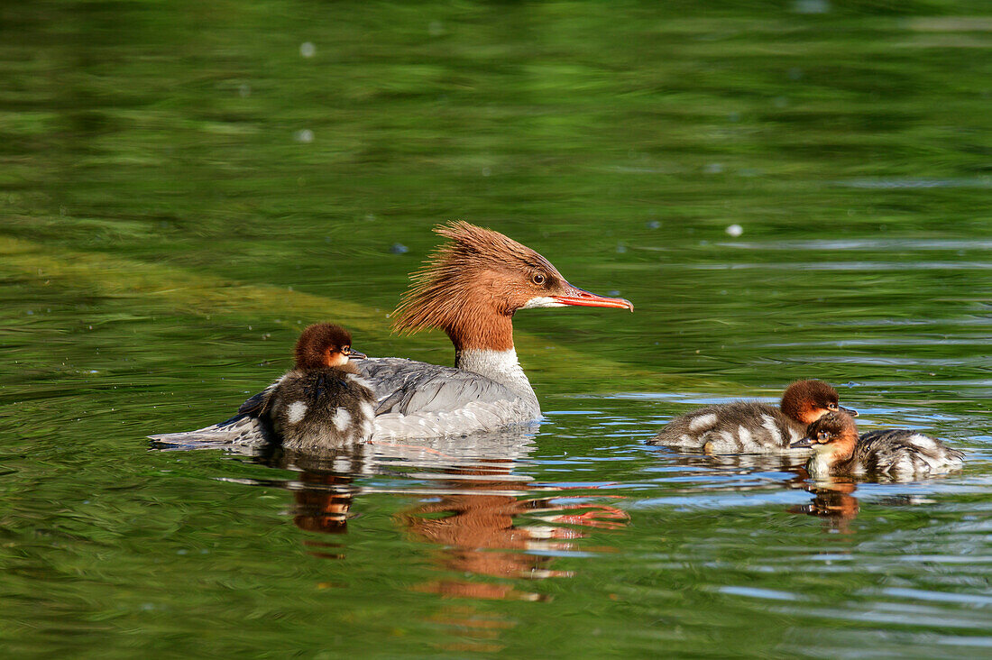 Goose singer swims with three chicks in the lake, Mergus merganser, Nymphenburg Palace Park, Munich, Upper Bavaria, Bavaria, Germany