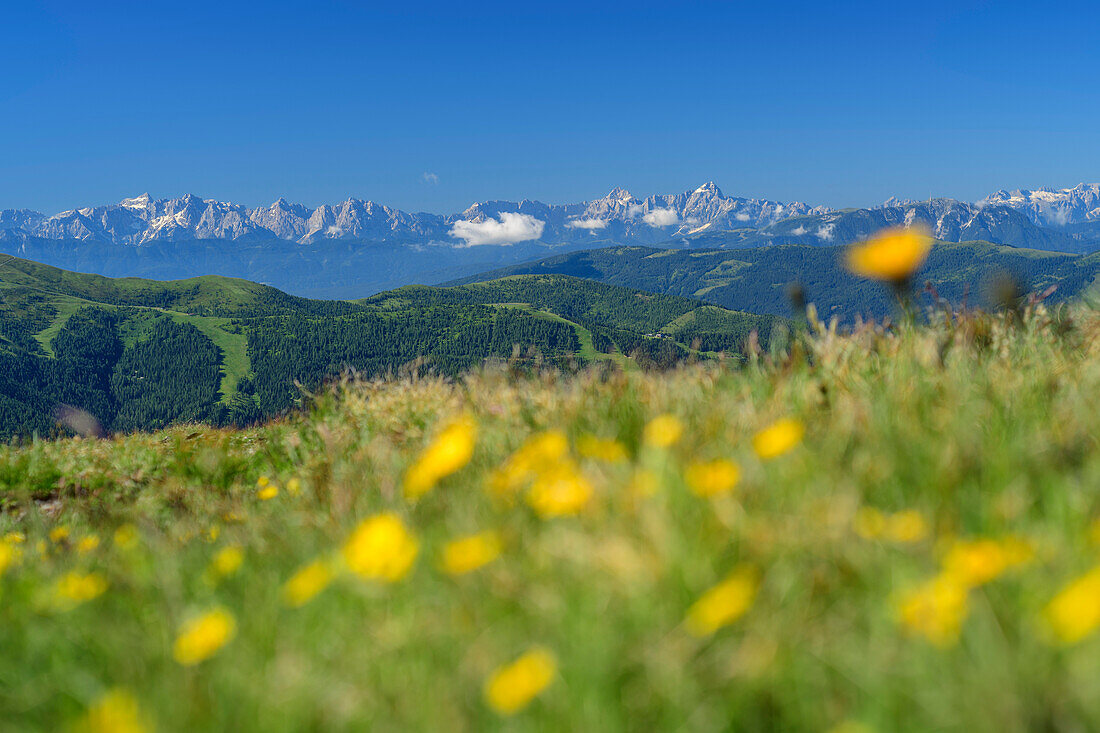 Blick vom Rödresnock auf Julische Alpen, Blumenwiese unscharf im Vordergrund, Rödresnock, Nockberge, Nockberge-Trail, UNESCO Biosphärenpark Nockberge, Gurktaler Alpen, Kärnten, Österreich