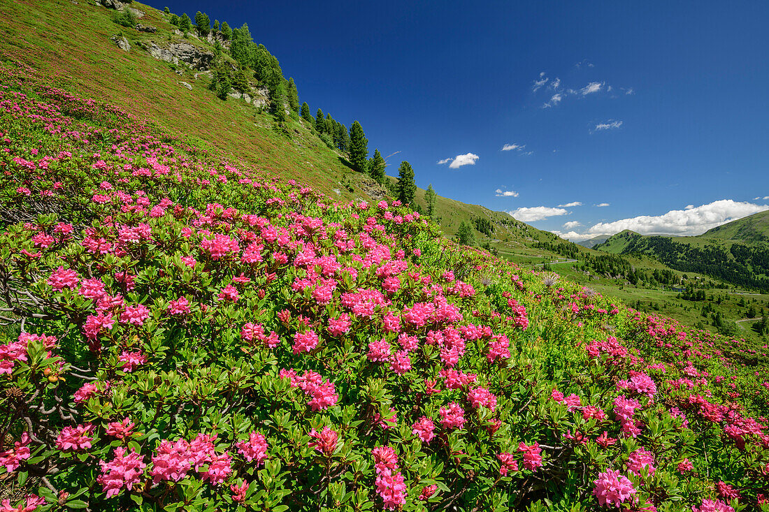 Blooming alpine roses, Nockberge, Nockberge-Trail, UNESCO Biosphere Park Nockberge, Gurktal Alps, Carinthia, Austria