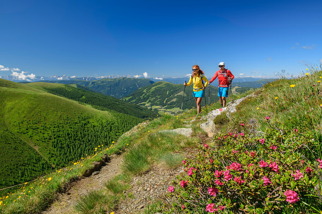 Mann und Frau wandern mit Almrosen im Vordergrund, Falkert, Nockberge, Nockberge-Trail, UNESCO Biosphärenpark Nockberge, Gurktaler Alpen, Kärnten, Österreich