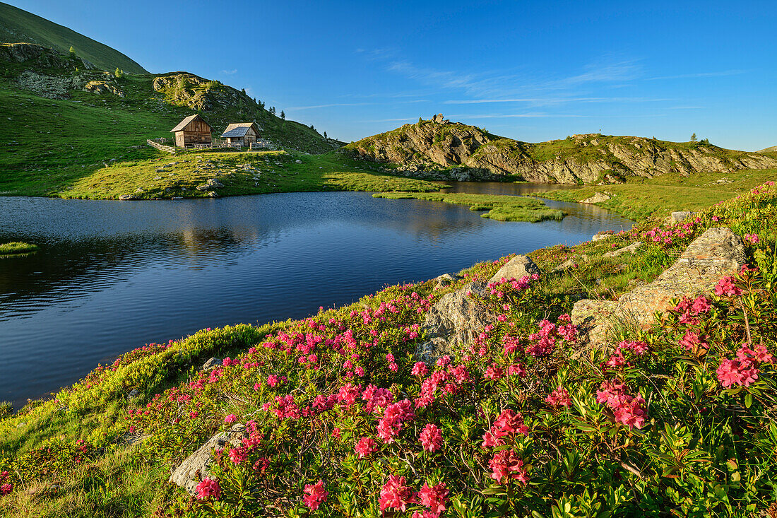 Blooming alpine roses in front of lake and alpine pastures, Nockberge, Nockberge-Trail, UNESCO Biosphere Park Nockberge, Gurktal Alps, Carinthia, Austria
