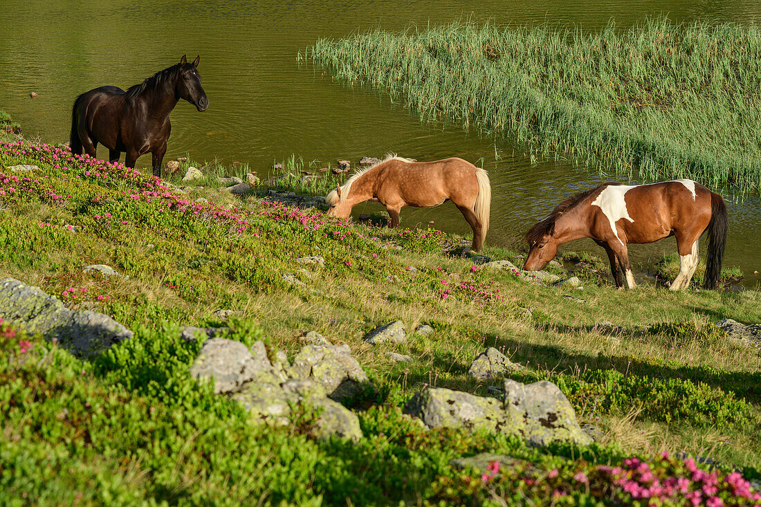 Pferde grasen am Rosaninsee, Königstuhl, Nockberge, Nockberge-Trail, UNESCO Biosphärenpark Nockberge, Gurktaler Alpen, Kärnten, Österreich