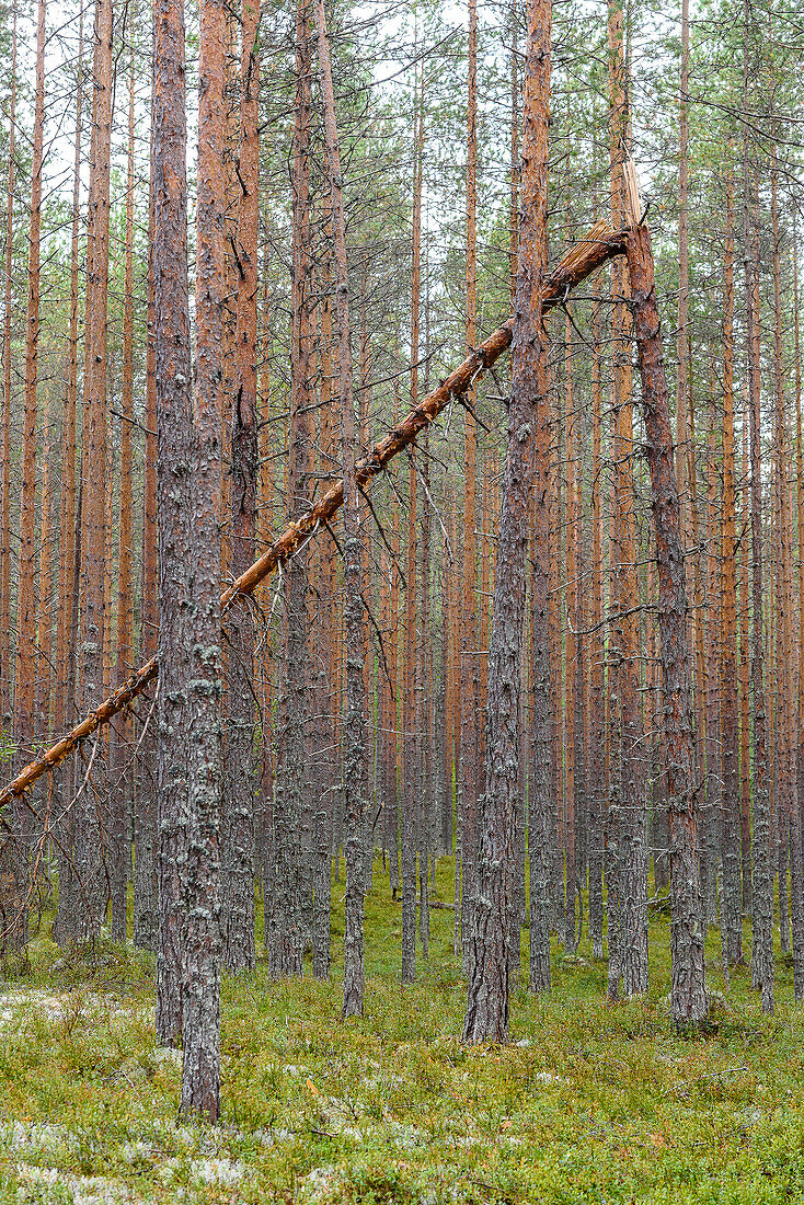 Patvinsuo National Park, Finland