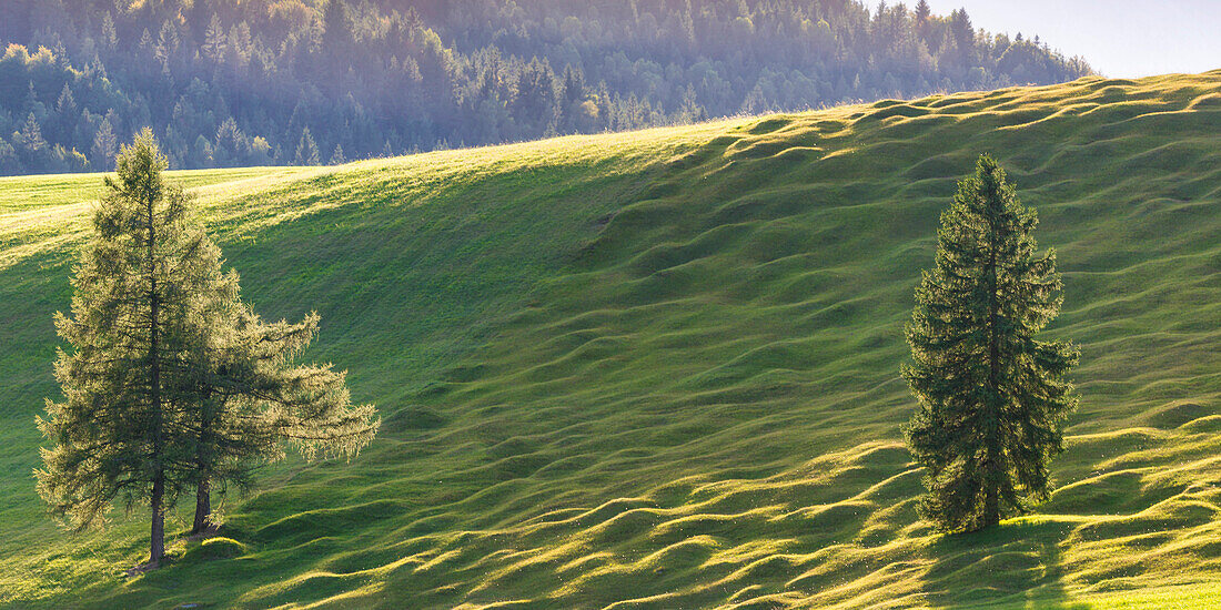 Humpback meadows between Mittenwald and Krün, Werdenfelser Land, Upper Bavaria, Bavaria, Europe