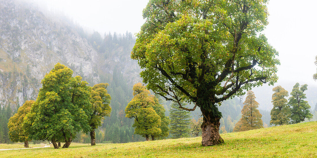 Maple trees, (Acer pseudoplataus), at Wankerfleck, Ammergau Alps, Ostallgäu, Bavaria, Germany, Europe