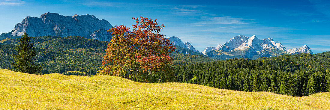 Buckelwiesen zwischen Mittenwald und Krün, Werdenfelser Land, dahinter die Zugspitze, 2962m, Wettersteingebirge, Oberbayern, Bayern, Europa