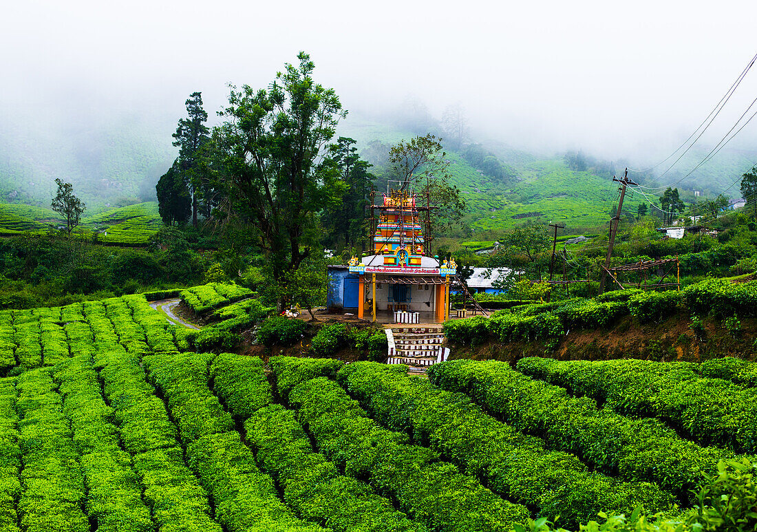 Hindu-Tempel inmitten von Teeplantagen in Megamalai in der Nähe von Tamil Nadu, Indien