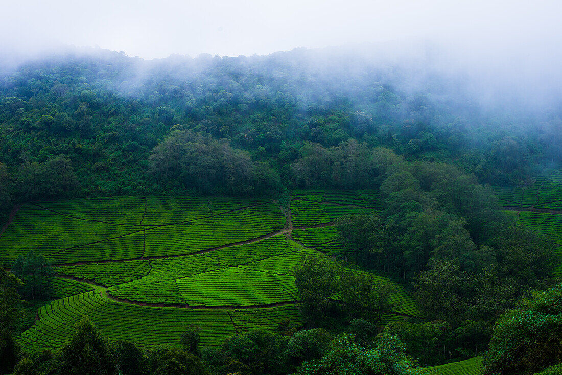 Misty Tea Plantations in Megamalai, Tamil Nadu, India