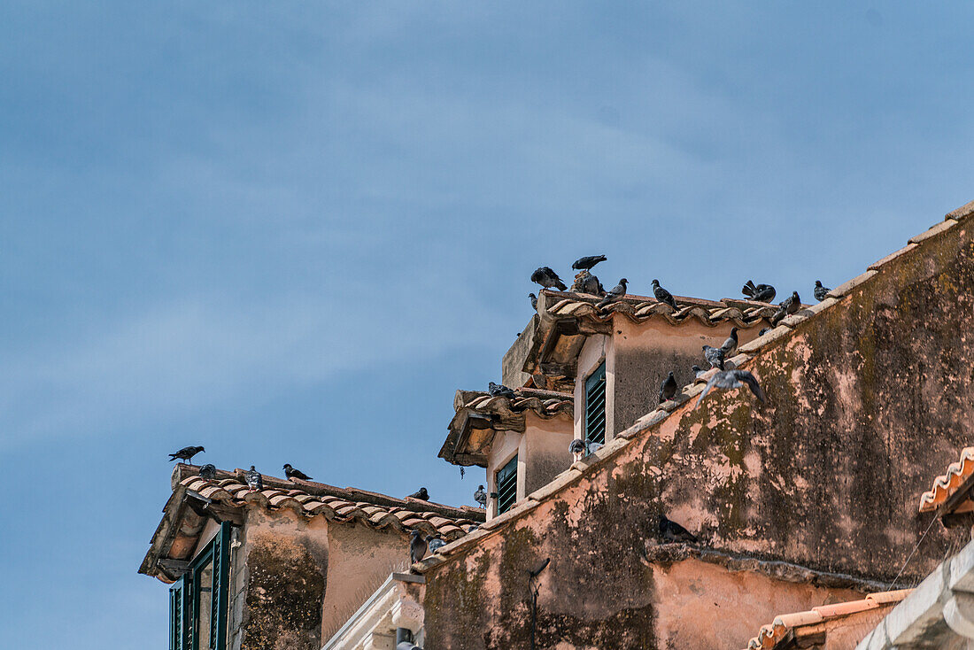Tauben auf den Dächern der Altstadt von Dubrovnik, Dalmatien, Kroatien.