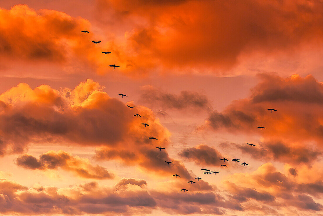 Zugvögel im Flug bei Linum, Schwarm von Kraniche, Sonnenuntergang, Linum, Brandenburg, Deutschland