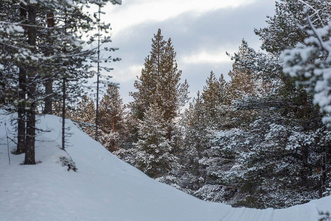 Snow-covered forest with Siberian spruce trees, Yli-Kyrö, Lapland, Finland