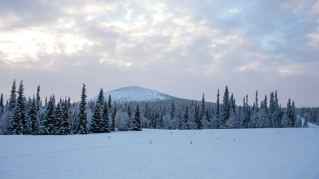 Winterwald, Muonio, Lappland, Finnland
