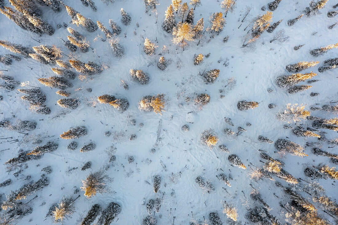 Sibirische Fichten, Baumgrenze, Lappland, Finnland