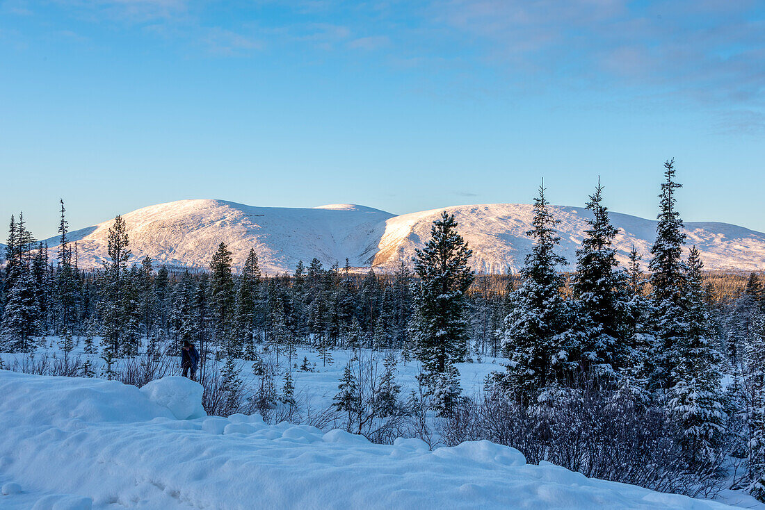 Winter landscape, Siberian spruce trees, Pallastunturi, Raattama, Lapland, Finland