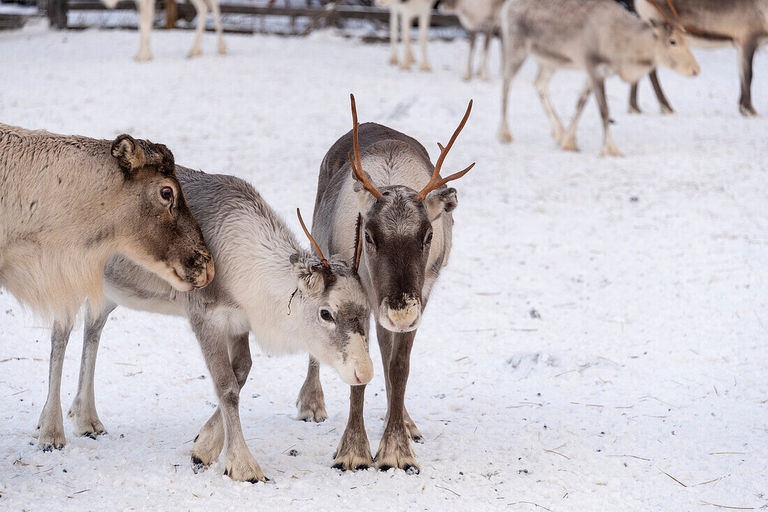 Reindeer (Rangifer tarandus), Lapland, Finland
