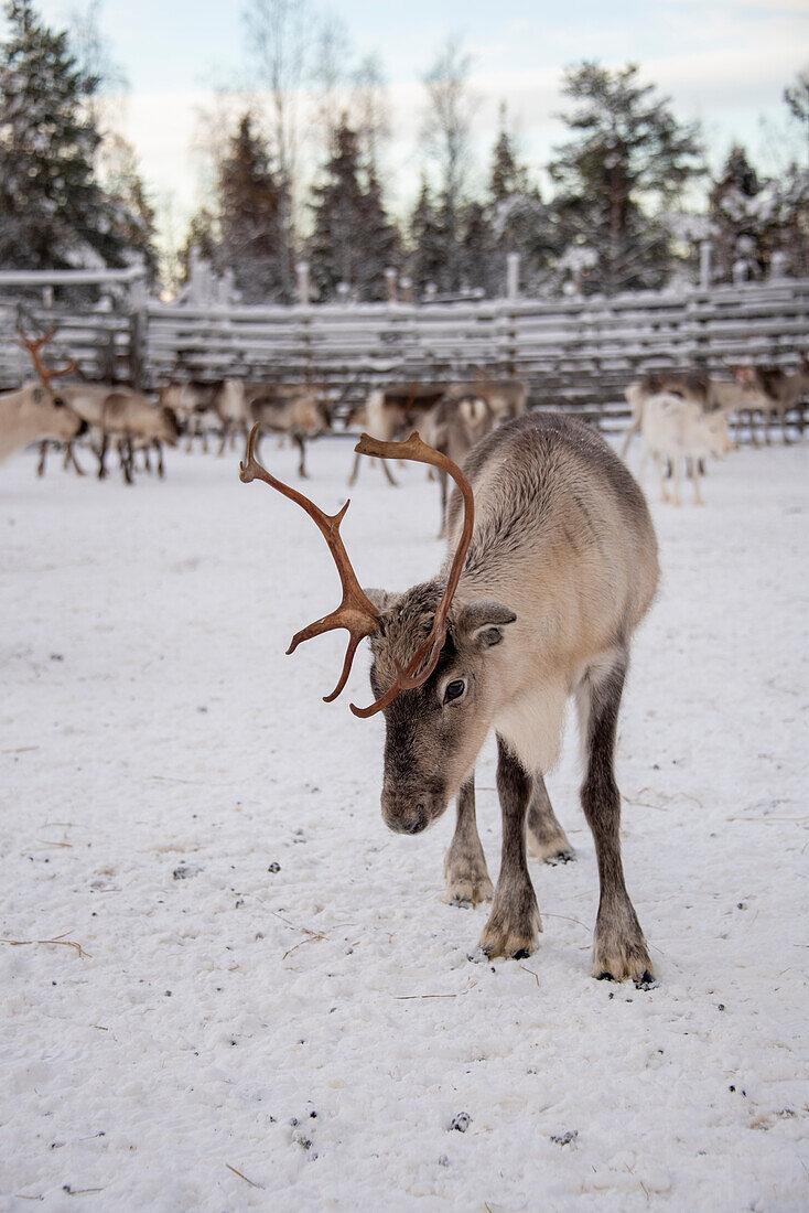 Reindeer (Rangifer tarandus), Lapland, Finland