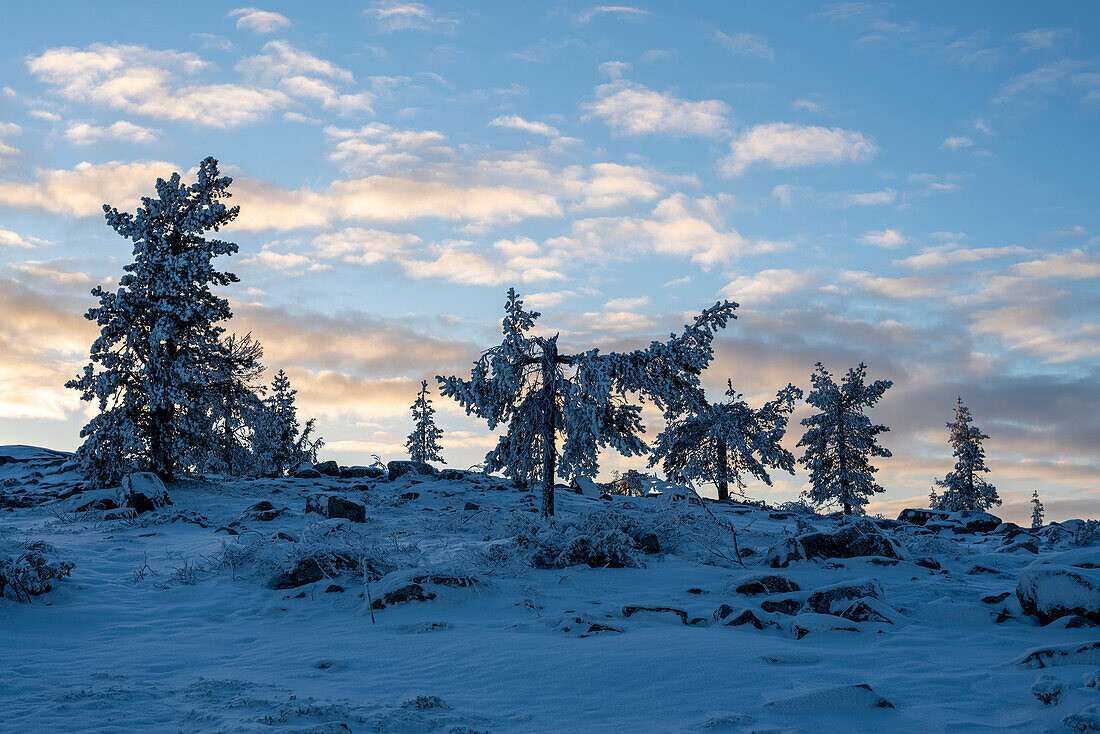 Verschneite Nadelbäume, Baumgrenze auf dem Särkitunturi, Muonio, Lappland, Finnland