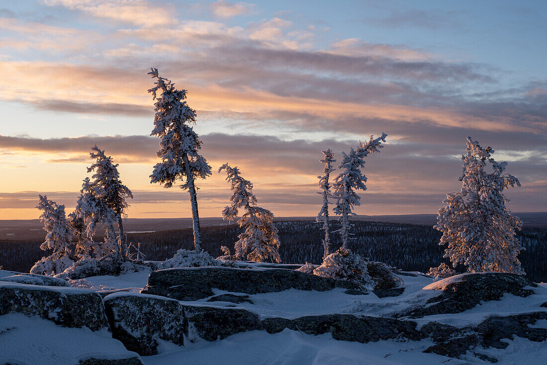 Sonnenuntergang auf dem Särkitunturi, vereiste Nadelbäume, Baumgrenze, Muonio, Lappland, Finnland