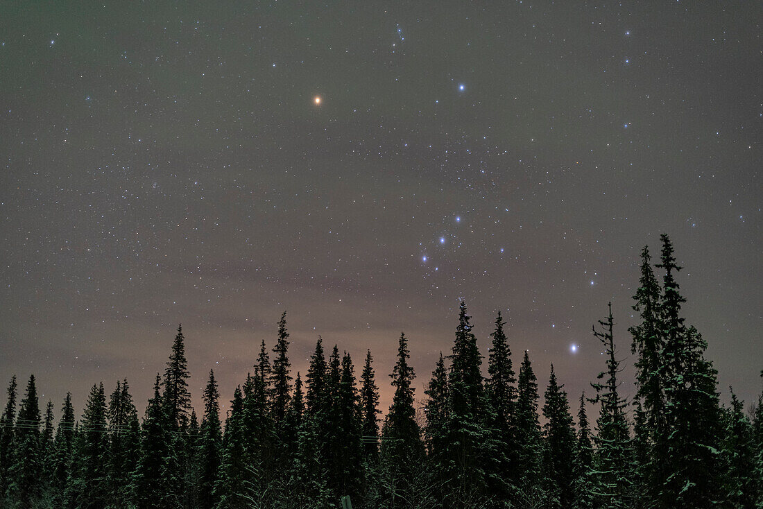 Siberian spruce trees, starry sky, Muonio, Lapland, Finland