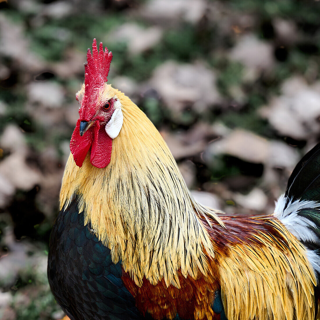 Proud rooster with a steady gaze, Unkel, Rhineland-Palatinate, Germany